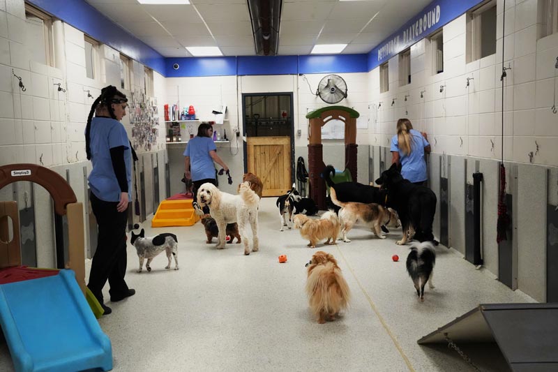 Pet Boarding in Lafayette, IN Petsburgh Pet Care